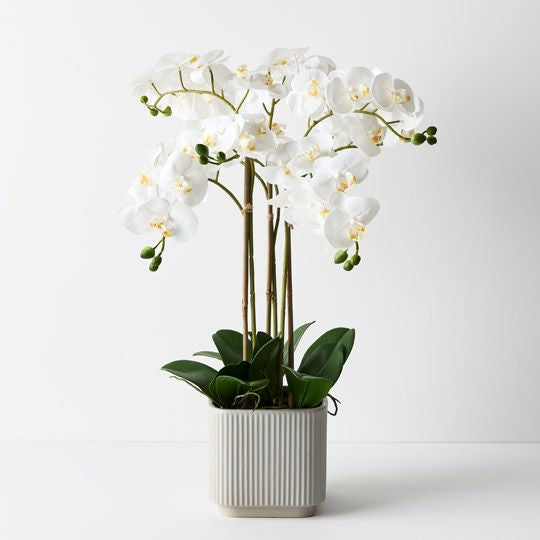 Orchid Phalaenopsis in Silo Pot