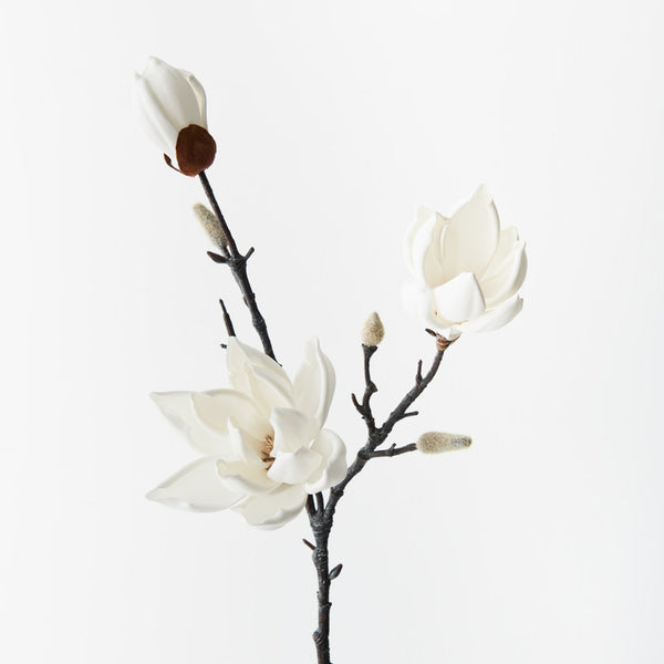 Magnolia Japanese Stem White