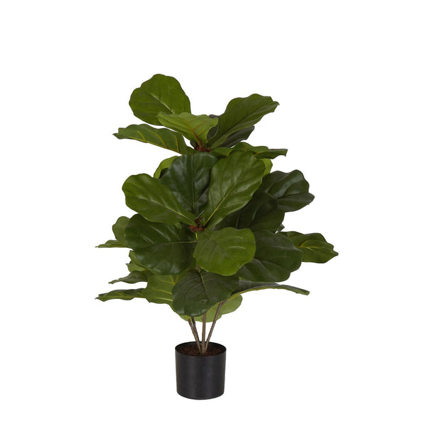 Fiddle Leaf Fig potted plant 65cm